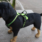 Dog wearing a green harness on a sidewalk