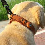Dog wearing a brown leather airtag collar with a leash, standing on grass.
