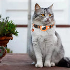 Cat wearing an orange airtag collar with a bell, sitting on a wooden surface.