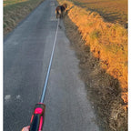 Person walking a dog on a leash along a rural road with a sunset in the background.
